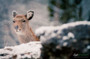 Deer in the winter forest